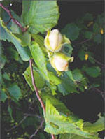 herboplanet msa corylus avellana 50 ml ean 8032185030109