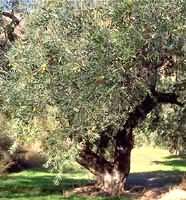 herboplanet msa olea europea 50 ml ean 8032185030185