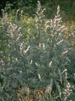 herboplanet tsa artemisia vulgaris 50 ml ean 8032185030833