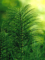 herboplanet tsa equisetum arvense 50 ml ean 8032185030550
