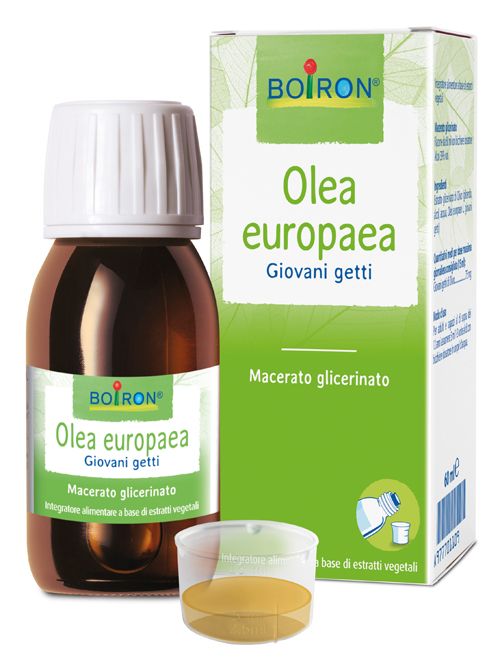 Olea Europaea 60 Ml Macerat Glicerowy