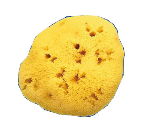 farmacare spugna naturale fori l 1112cm 8 farmacare
